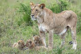 Standing Tall The Mother Lion Stands Over Three Cubs In What Was Described As A Very H Big Cats Animal Magic Lion