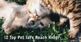 The female produces an egg sac which she carries or deposits in a safe place. 12 Top Pet Safe Roach Killer Repellent 2021 Pest Survival Guide