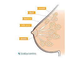 It occurs commonly among nursing mothers, when bacteria enters the breast through sore, cracked nipples. Mastitis Babycentre Uk