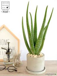 楽天市場 アロエ ベラ セメント シリンダー型 陶器鉢 アロエベラ 鉢植え 鉢 苗 苗木 観葉植物 送料無料 灰色 灰 グレー ねずみ 丸 ラウンド land plants 楽天市場店 鉢植え アロエ 観葉植物