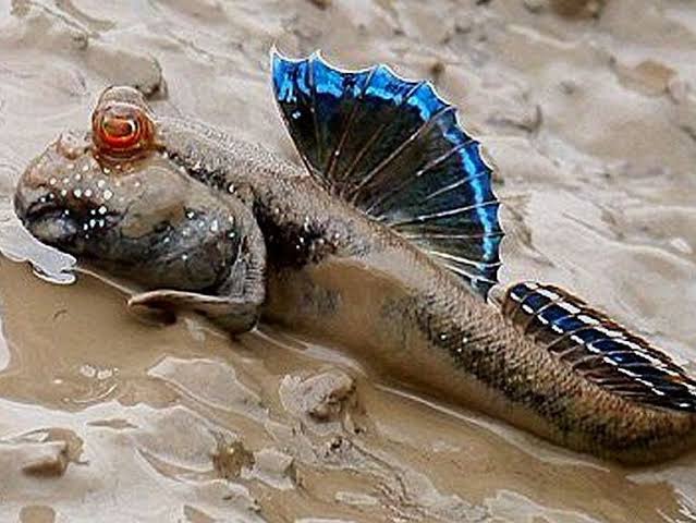 D�nyan�n En �lgin� 10 Hayvan�