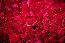 There's one more item to add to your grocery list, and that's flowers. Top 10 Flowers Songs