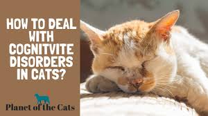 Fast, invasive types of brain tumors such as glioma or glioblastoma have a poor prognosis, even in human medicine. Cat Dementia Signs Symptoms Treatment Tips Tractive Blog