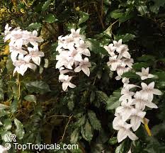 Image result for Moraea bella