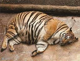 Pin On Cute Baby Animals