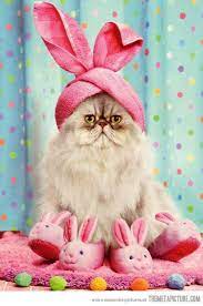 Easter Cat
