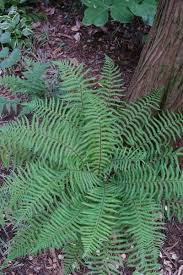 Image result for Xyris affinis