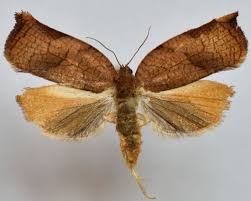 Image result for Archips podanus