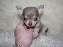 Eye color varies and are often dark, but the merle gene can produce a dog with blue eyes. Chihuahua Dogs And Puppies For Sale In The Uk Pets4homes Cute Chihuahua Chihuahua Dogs Teacup Chihuahua Puppies