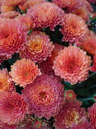 Pin On Fall In Pink And Peach