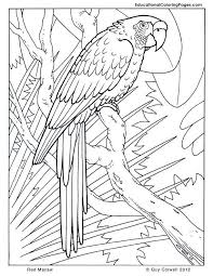 Check spelling or type a new query. Macaw Coloring Pages Birds Coloring Rainforest Animals Az Coloring Pages Animal Coloring Pages Bird Coloring Pages Cool Coloring Pages