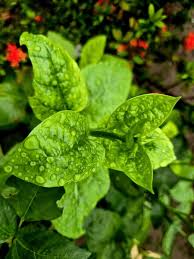 Image result for Basellaceae