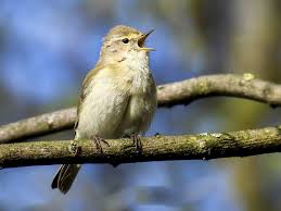 Nightingale singing nachtigall singt germany eifel. Vogelstimmen Erkennen Wer Singt Denn Da