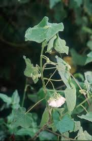 Image result for Dombeya torrida