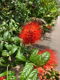 Image result for Combretum constrictum