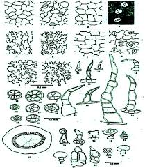 Image result for Crabbea cirsioides