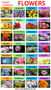 Check spelling or type a new query. Types Of Flowers Learn Different Flower Names With The Picture My English Tutors Flower Names English Flowers Types Of Flowers