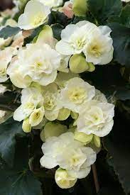 Begonia Double Flowered White Summer Flowering Bulbs Flowers Beautiful Flowers