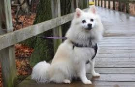 Animals That Start With T Animals Network