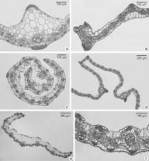 Image result for Setaria lindenbergiana