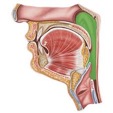 Image result for tonsilla palatina