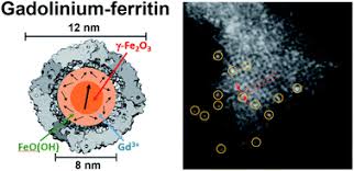 Gadolinium compounds are used to make phosphors for color televisions. Formation Of Gadolinium Ferritin From Clinical Magnetic Resonance Contrast Agents Nanoscale Advances Rsc Publishing