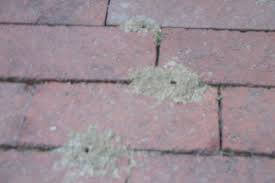 Masonry bees are so called because they enjoy living in nests made from soft materials. Dirt Mounds Between Bricks On Patio