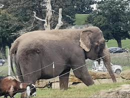 There was a change in plant resources, with the reduced forests and extended grassland. To Pack A Trunk Or Not Battle Over Retirement Plans Of Britain S Loneliest Elephant Saved From The Circus Newsgroove Uk