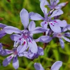 Image result for Afrosolen schimperi