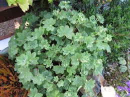 Image result for Alchemilla ellenbeckii