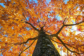 We did not find results for: Fastest Growing Shade Trees The Tree Center