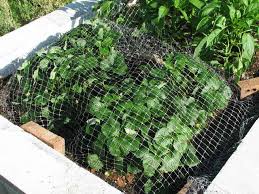 Check spelling or type a new query. Netting To Protect The Garden The Southern Agrarian