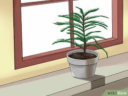 We did not find results for: How To Care For A Norfolk Pine 15 Steps With Pictures Wikihow