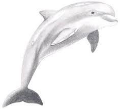How To Draw A Dolphin Draw Central Dolphin Drawing Dolphin Art Animal Drawings Vinilo negro silueta de la rama con flores. dolphin drawing