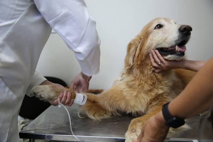 Hospital Veterinário Público móvel promove atendimentos gratuitos no Sol Nascente, no DF | G1