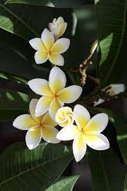 Pin By Debora Guevara Quezada On Backgrounds Quotes Inspiration Folk Art Flowers Flower Painting Plumeria Flowers