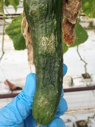 Image result for spider mites on cucumbers