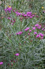 Image result for Vernonia schlechteri