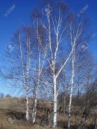 We did not find results for: White Birch Trees Of Michigan Stock Photo Picture And Royalty Free Image Image 6507379