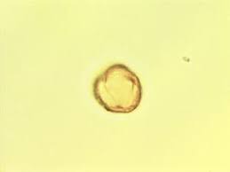 Image result for Oxygonum delagoense