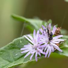 Image result for Elephantopus mollis