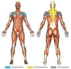 See full list on 101exercise.com Front Arm Raises Dumbbell Chunk Fitness
