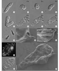 Image result for Isonema