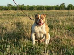 American bulldog hamish is looking for a forever home he is coming up 3 in december he is a huge boy loves people and older children. American Bulldog Great Dog Breeds