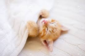 Thanks for visiting funny cat pictures. Baby Cat Sleeping Ginger Kitten On Couch Under Knitted Blanket Domestic Animal Sleep And Cozy Nap Time Home Pet Young Cats Cute Funny Cats At Home Stock Photo Picture And Royalty Free