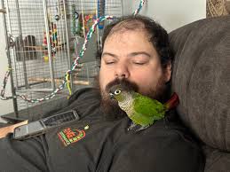 Lost yellow/orange green cheek conure in Columbus, Georgia, near Hilton  Heights