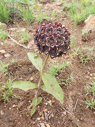 Image result for Ceropegia buchananii