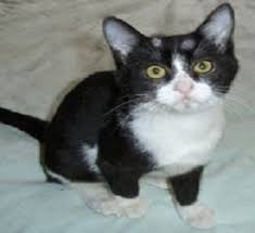 Hair loss from fleas can occur anywhere on a cat's body. Cat Health Problems Balding Spots On Cat Health Behavior Com Ringworm In Cats Cat Skin Cat Skin Problems