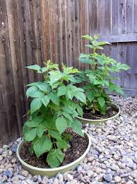 Raspberry bush, raspberries, strawberry plant, blueberry plant, blueberry, blackberry plant, cherry tree, wild raspberry, vanilla, tomato. Pin On Garden
