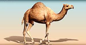 You need to be able to understand a range of texts, including how they are organised and the opinions and attitudes expressed in them. 25 Camel Facts Diet Habitat Reproduction Adaptations